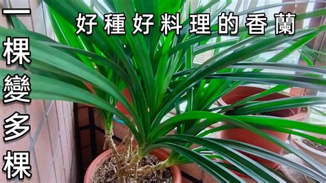 班蘭葉種植方法|班兰叶的种植方法